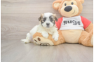 Hypoallergenic Shit Designer Puppy