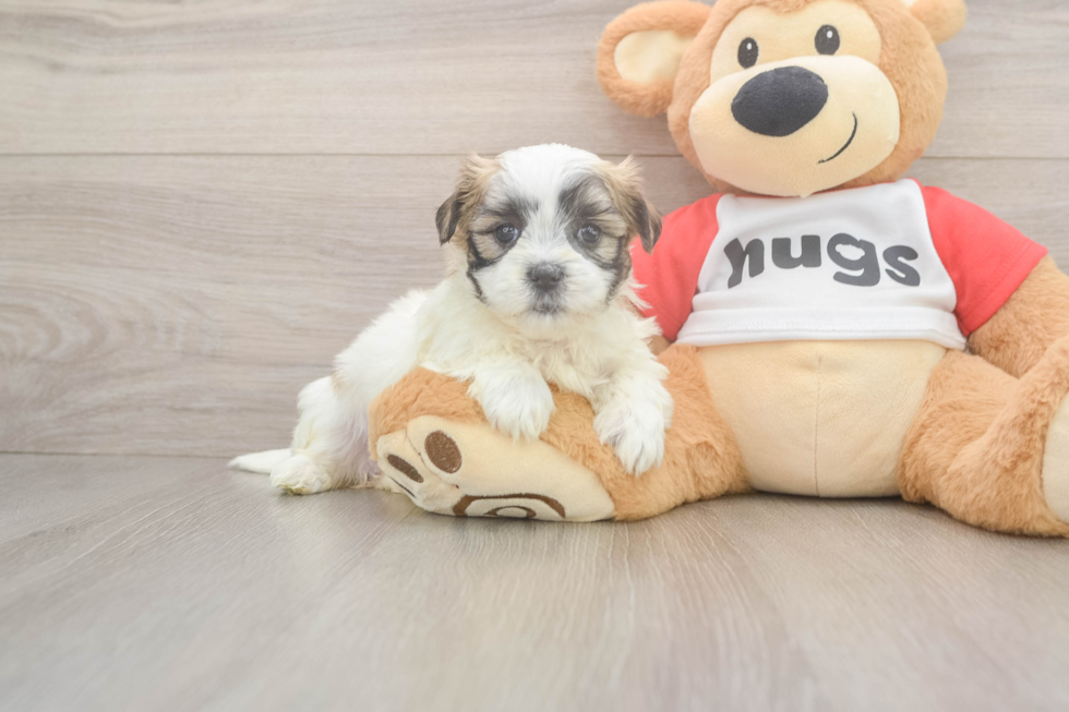 Hypoallergenic Shit Designer Puppy