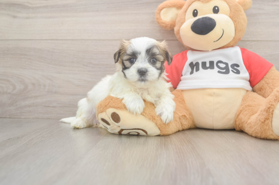 Hypoallergenic Shit Designer Puppy