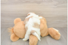Adorable Shit Designer Puppy