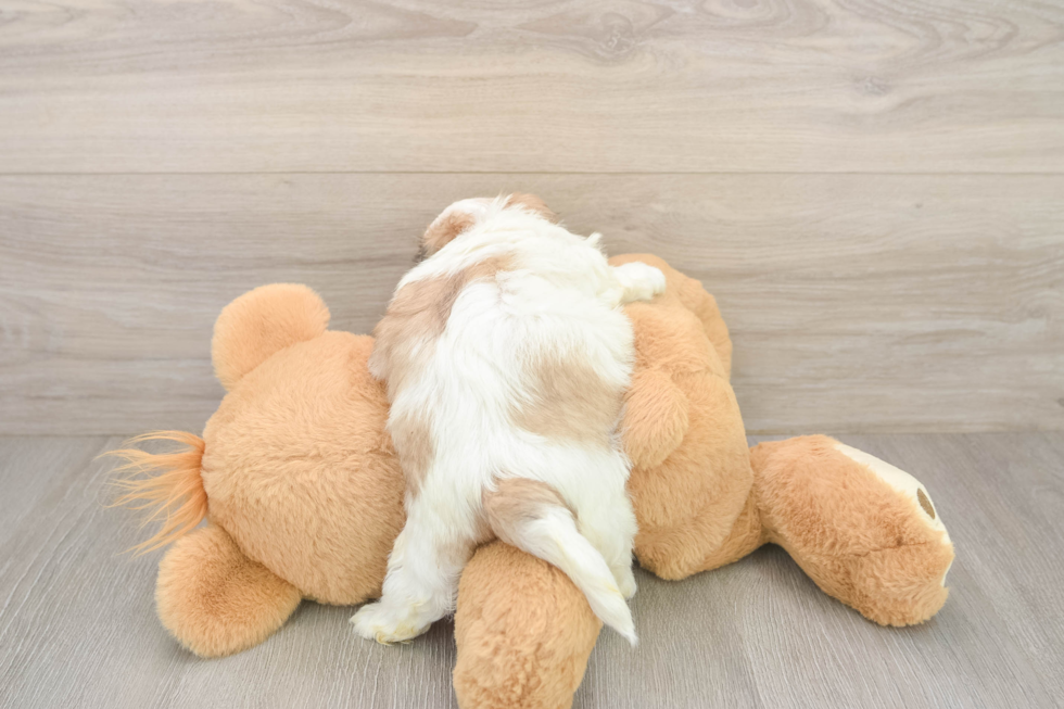 Adorable Shit Designer Puppy