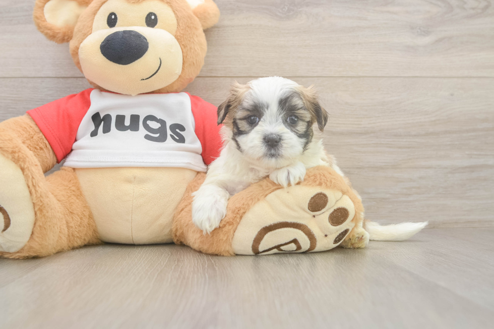 Happy Teddy Bear Baby