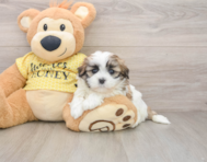 5 week old Teddy Bear Puppy For Sale - Puppy Love PR