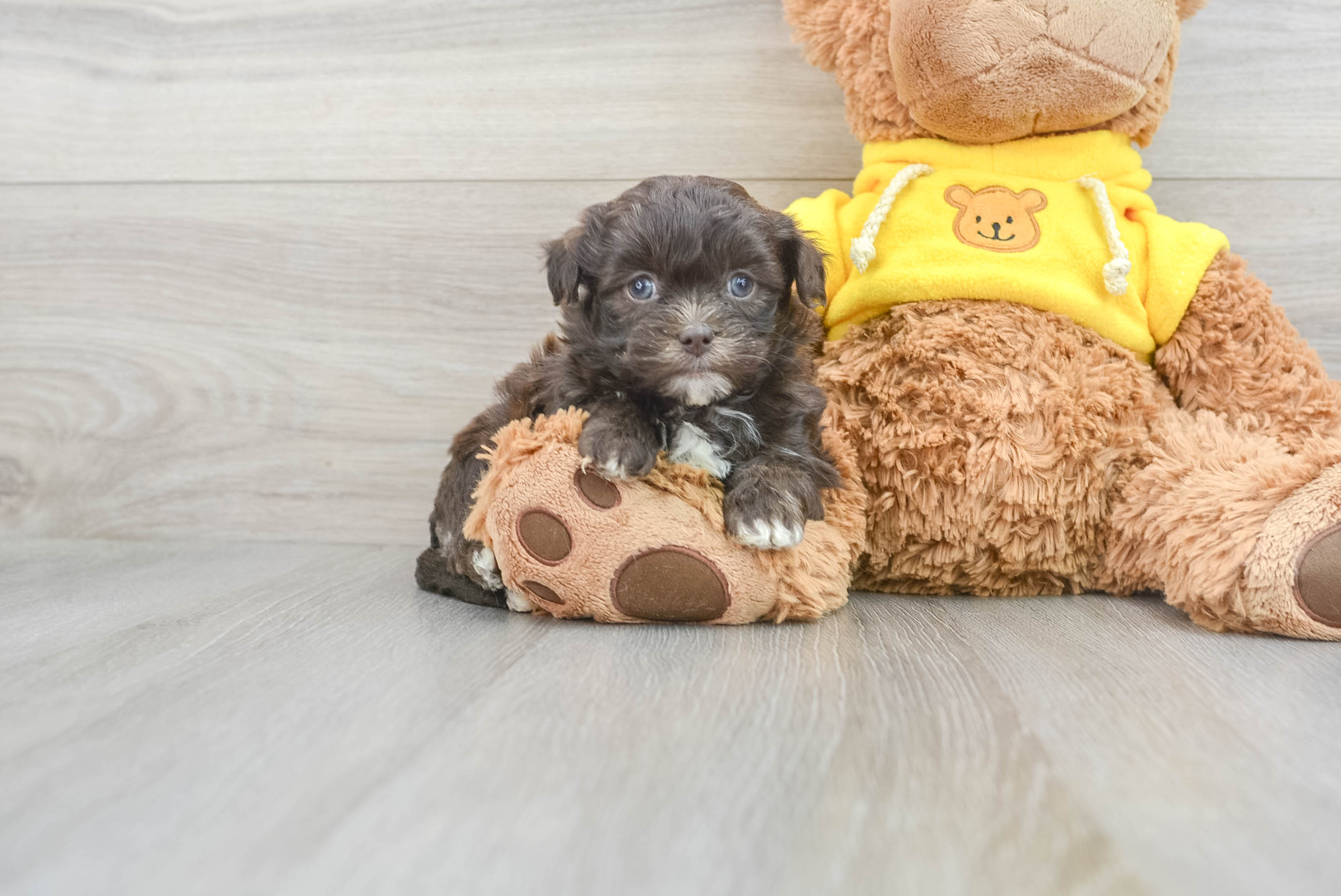 Teddy Bear Puppy for Adoption