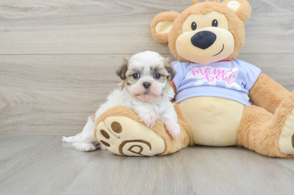 5 week old Teddy Bear Puppy For Sale - Puppy Love PR