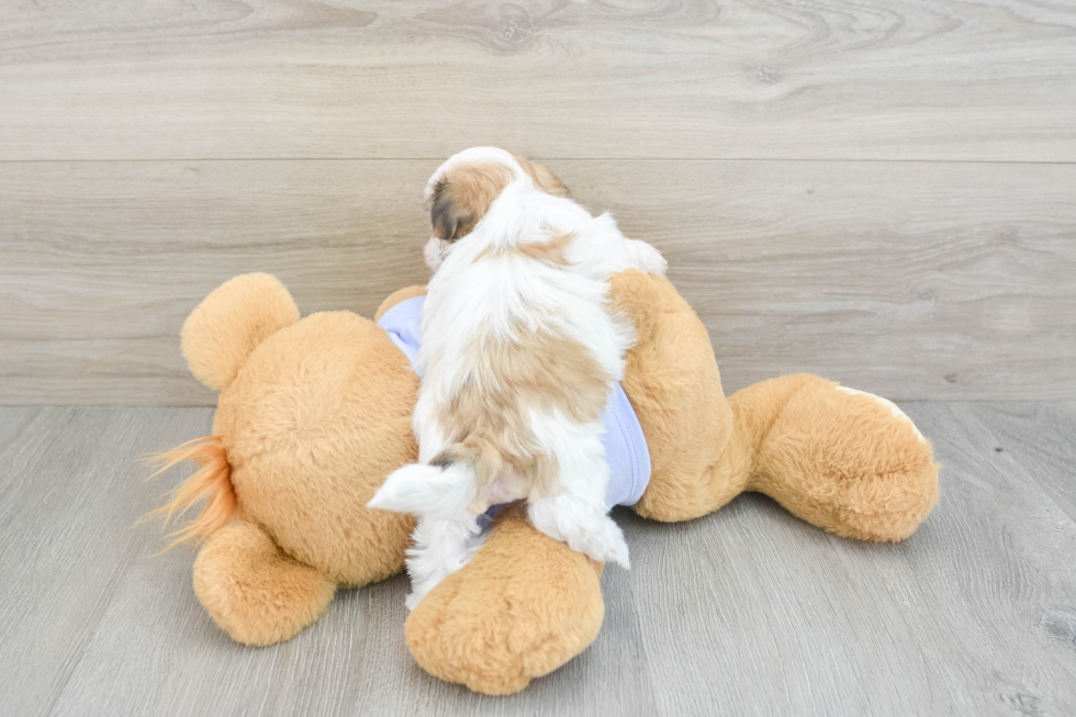 Teddy Bear Pup Being Cute