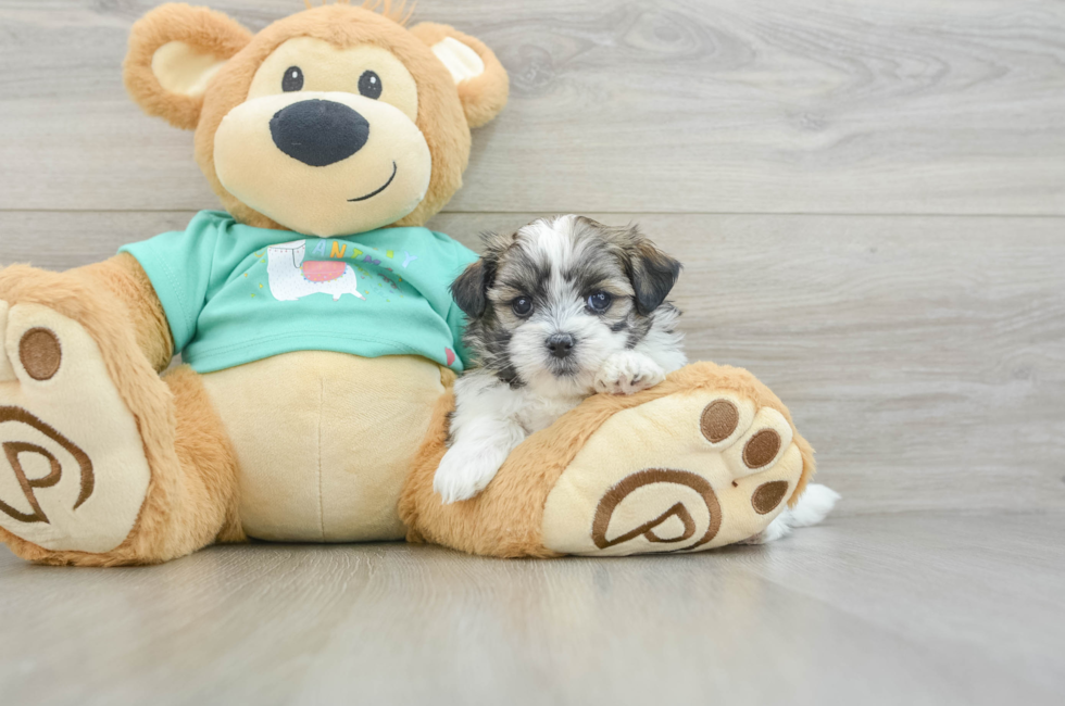6 week old Teddy Bear Puppy For Sale - Puppy Love PR