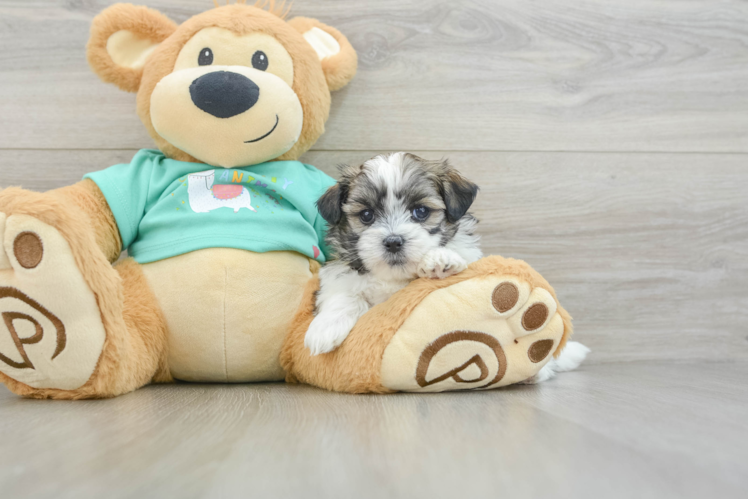 Meet Kelso - our Teddy Bear Puppy Photo 1/3 - Puppy Love PR Smart Teddy Bear Designer Pup