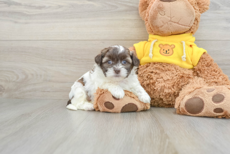 Teddy Bear Puppy for Adoption