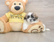 6 week old Teddy Bear Puppy For Sale - Puppy Love PR