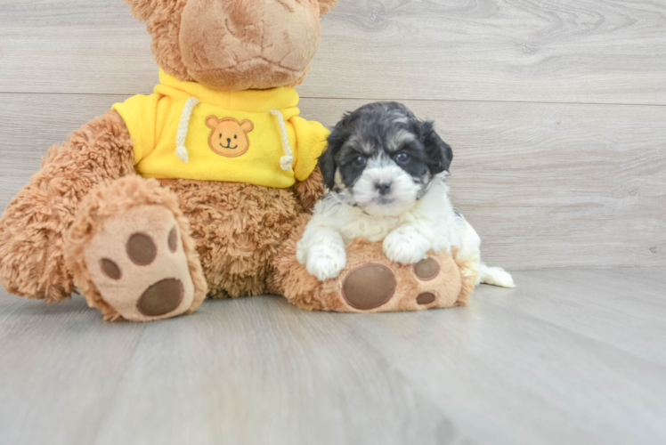 Meet Kenny - our Teddy Bear Puppy Photo 1/3 - Puppy Love PR Petite Teddy Bear Designer Pup