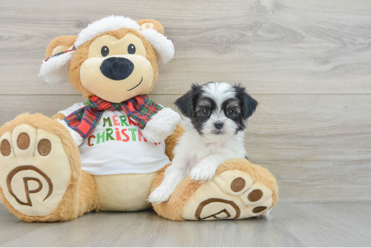 Meet Kenny - our Teddy Bear Puppy Photo 1/3 - Puppy Love PR Small Teddy Bear Baby