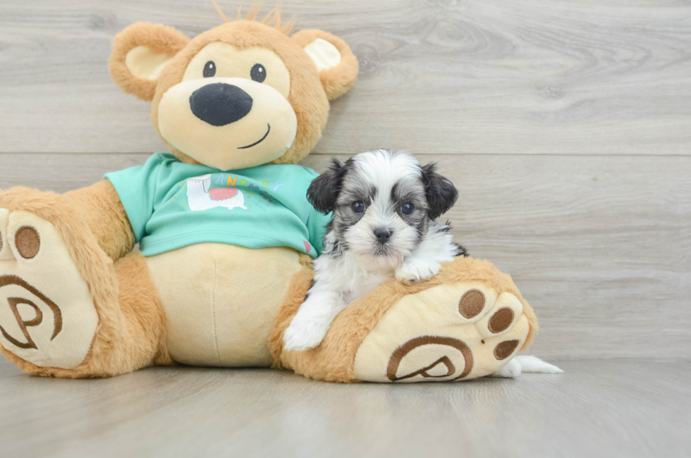 6 week old Teddy Bear Puppy For Sale - Puppy Love PR