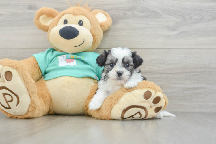 Meet Kenny - our Teddy Bear Puppy Photo 1/3 - Puppy Love PR Funny Teddy Bear Designer Pup