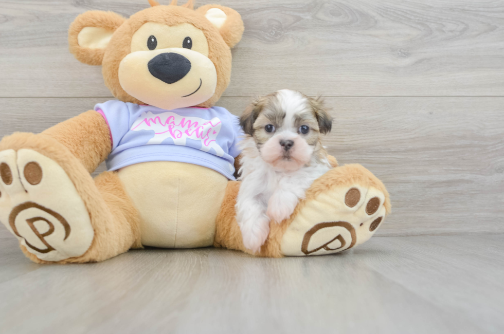 5 week old Teddy Bear Puppy For Sale - Puppy Love PR