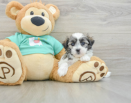 7 week old Teddy Bear Puppy For Sale - Puppy Love PR