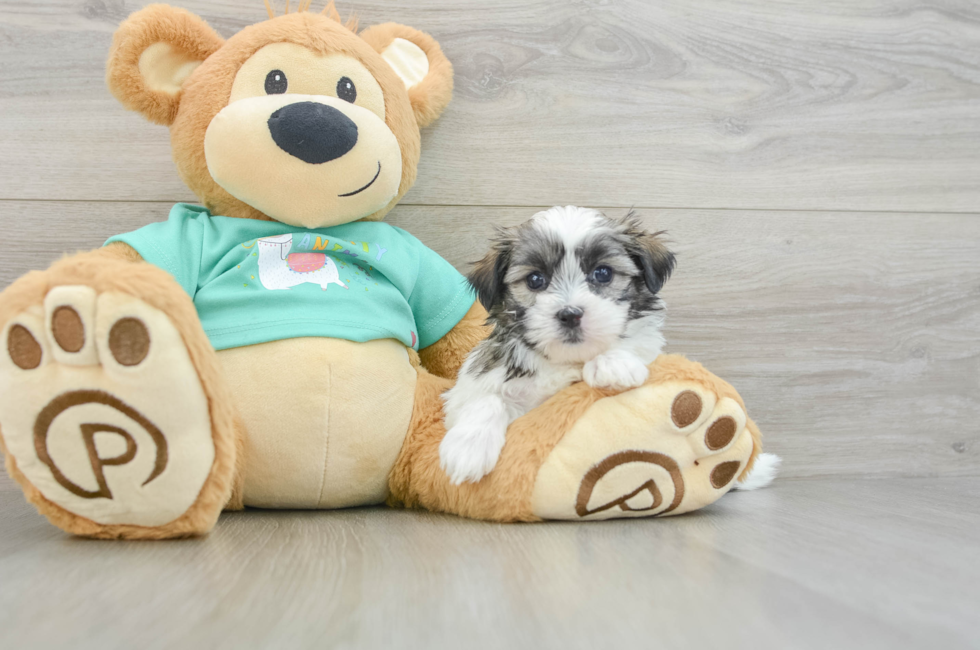 6 week old Teddy Bear Puppy For Sale - Puppy Love PR