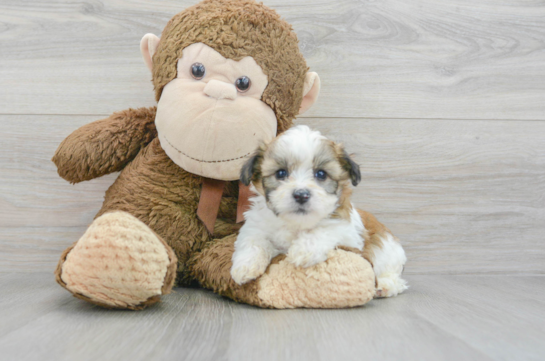 Hypoallergenic Shitzu Designer Puppy