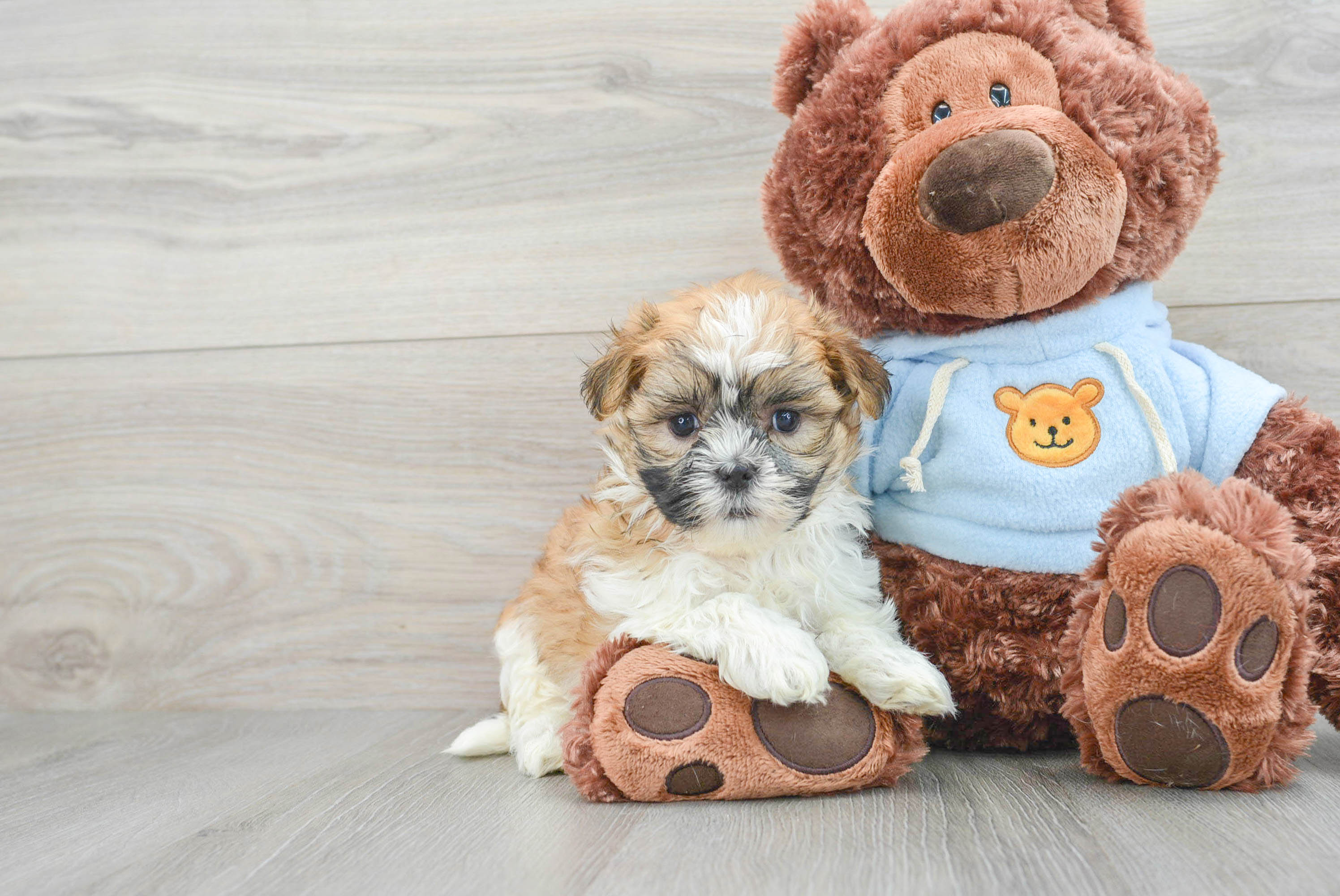 Toy teddy bear 2024 puppies for sale