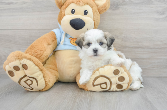 Adorable Shitzu Designer Puppy
