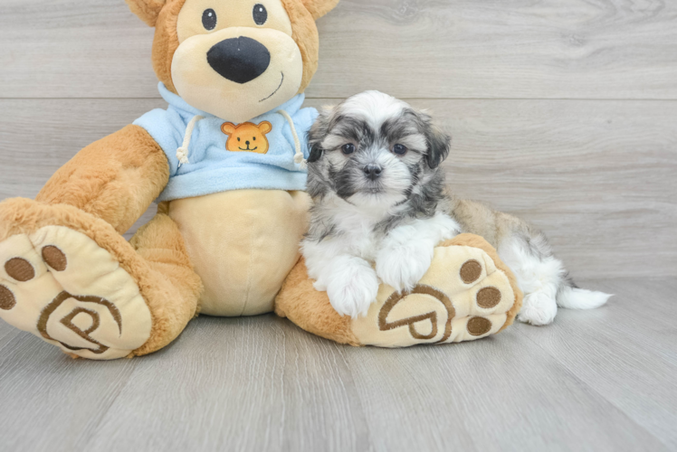 Meet Laredo - our Teddy Bear Puppy Photo 1/3 - Puppy Love PR Adorable Shit Designer Puppy