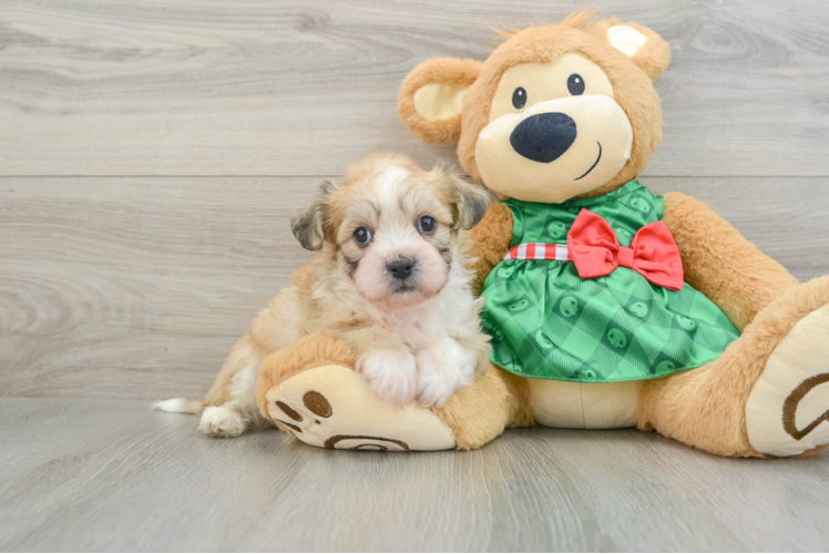 Meet Laredo - our Teddy Bear Puppy Photo 1/3 - Puppy Love PR Little Shi Chon Designer Puppy