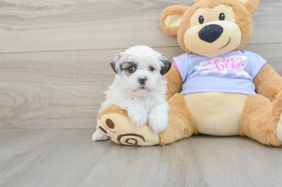 5 week old Teddy Bear Puppy For Sale - Puppy Love PR