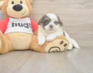 8 week old Teddy Bear Puppy For Sale - Puppy Love PR