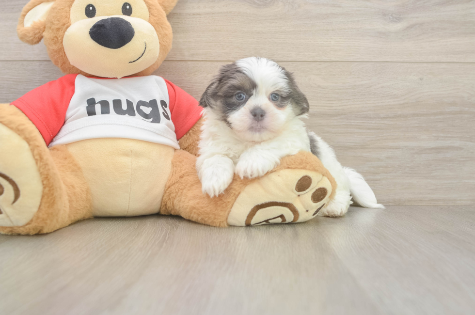 6 week old Teddy Bear Puppy For Sale - Puppy Love PR