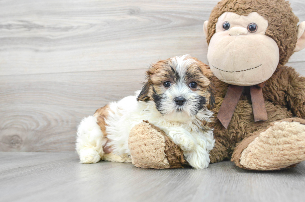 7 week old Teddy Bear Puppy For Sale - Puppy Love PR