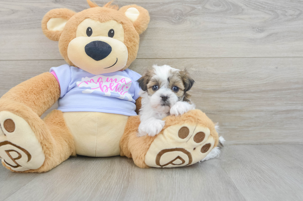 5 week old Teddy Bear Puppy For Sale - Puppy Love PR