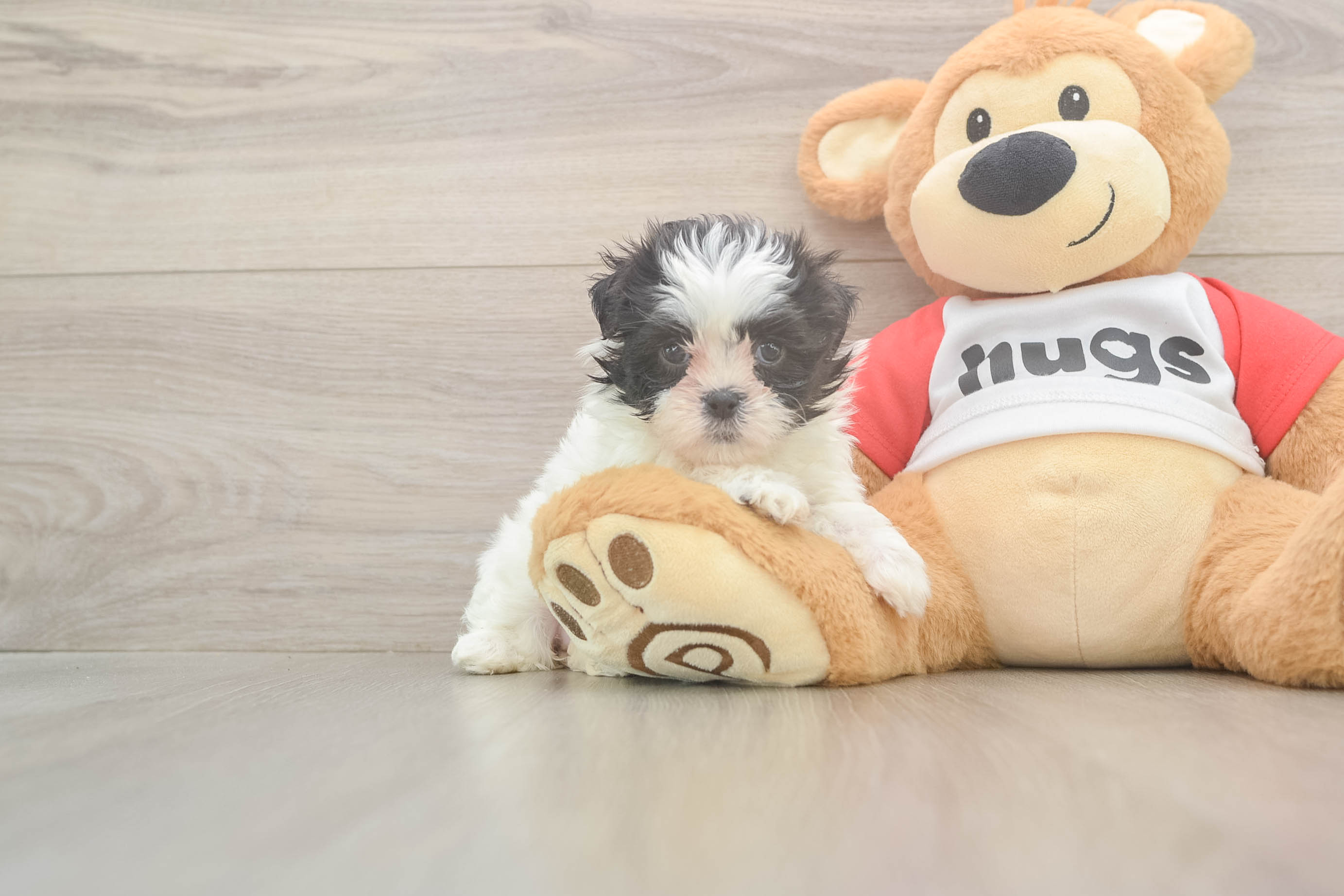Popular Teddy Bear Designer Pup