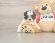 8 week old Teddy Bear Puppy For Sale - Puppy Love PR