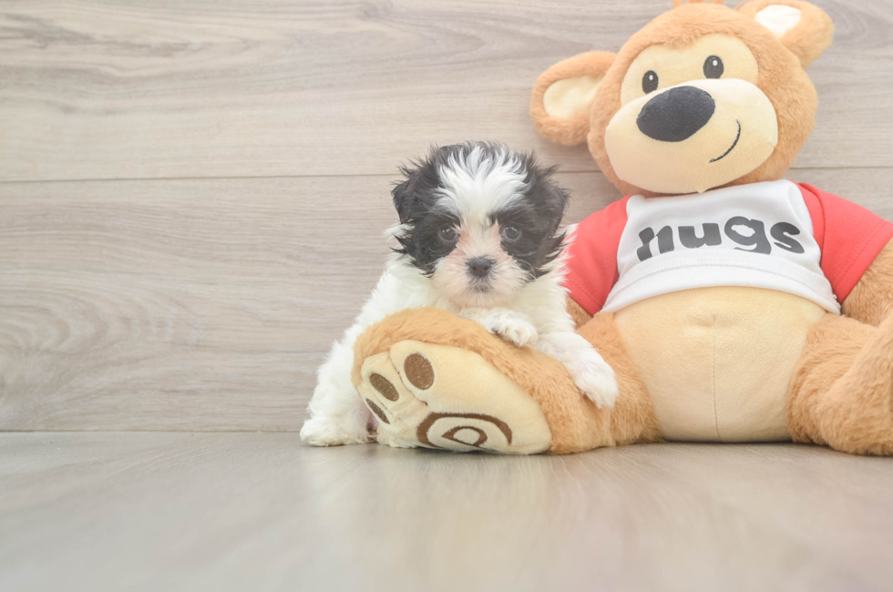 6 week old Teddy Bear Puppy For Sale - Puppy Love PR