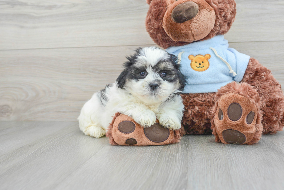Smart Teddy Bear Designer Pup