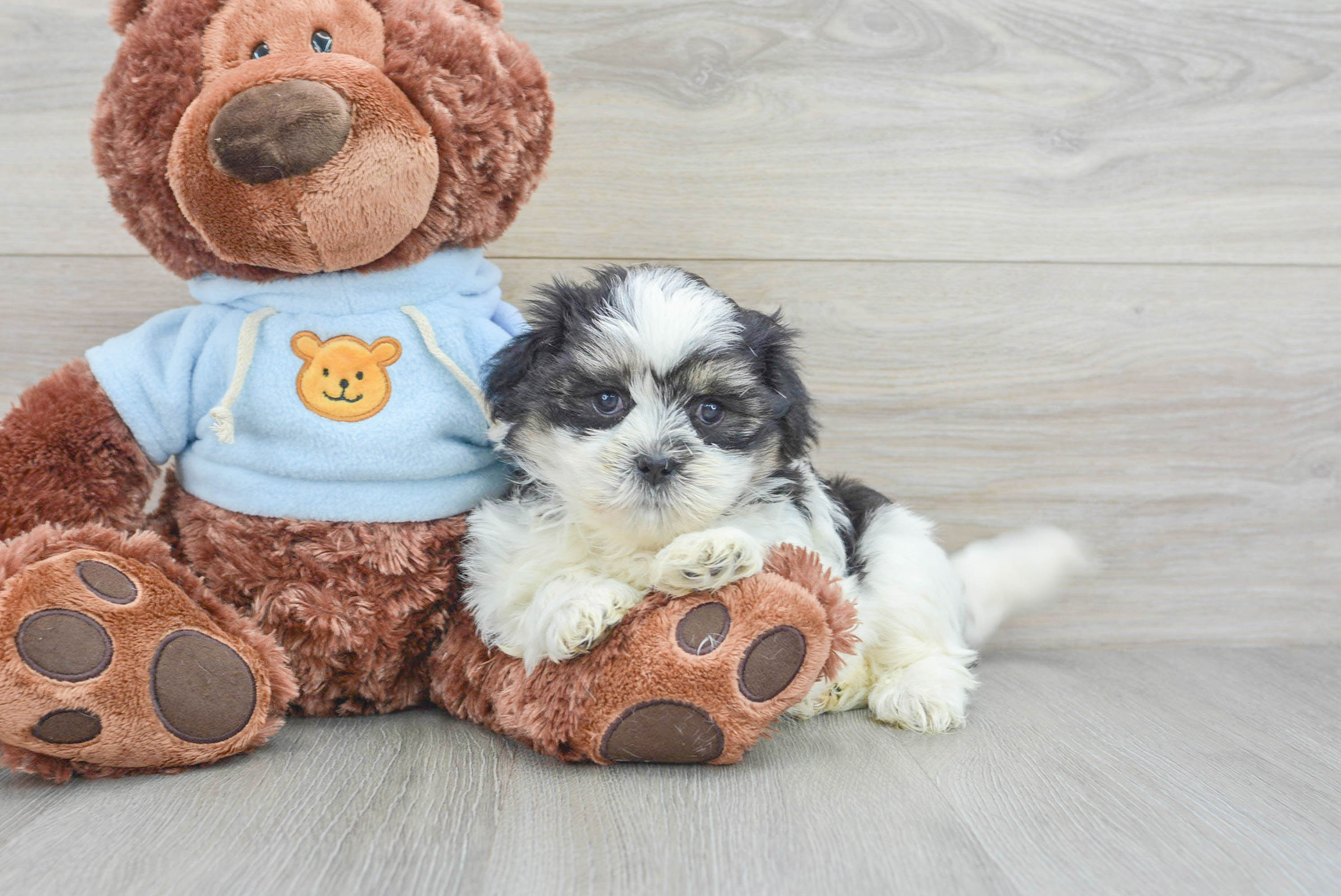 Teddy Bear Pup Being Cute