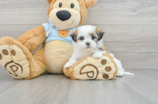 Petite Teddy Bear Designer Pup