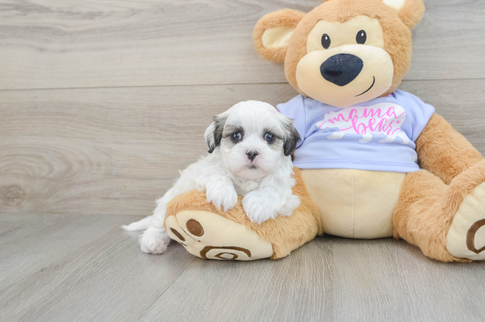 5 week old Teddy Bear Puppy For Sale - Puppy Love PR