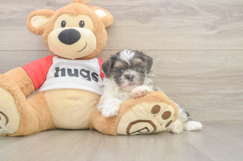 6 week old Teddy Bear Puppy For Sale - Puppy Love PR