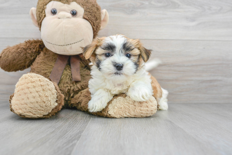 Meet Leah - our Teddy Bear Puppy Photo 1/3 - Puppy Love PR Smart Teddy Bear Designer Pup
