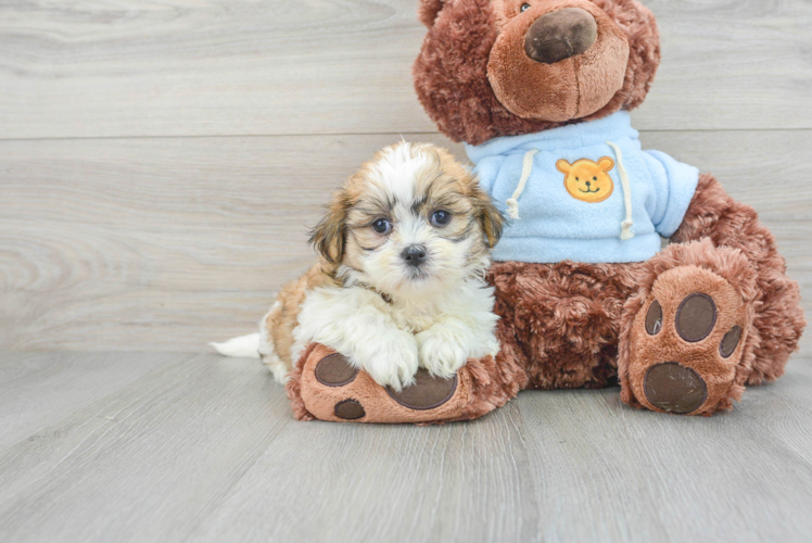 Meet Lindsey - our Teddy Bear Puppy Photo 1/3 - Puppy Love PR Fluffy Teddy Bear Designer Pup