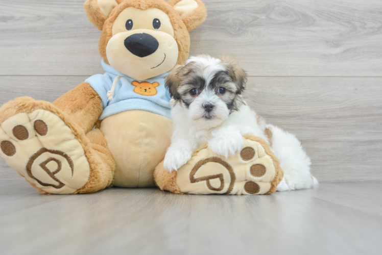Meet Lindsey - our Teddy Bear Puppy Photo 1/3 - Puppy Love PR Adorable Shichon Designer Puppy