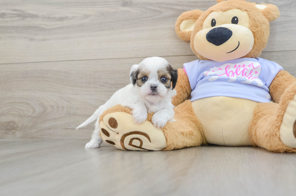 5 week old Teddy Bear Puppy For Sale - Puppy Love PR