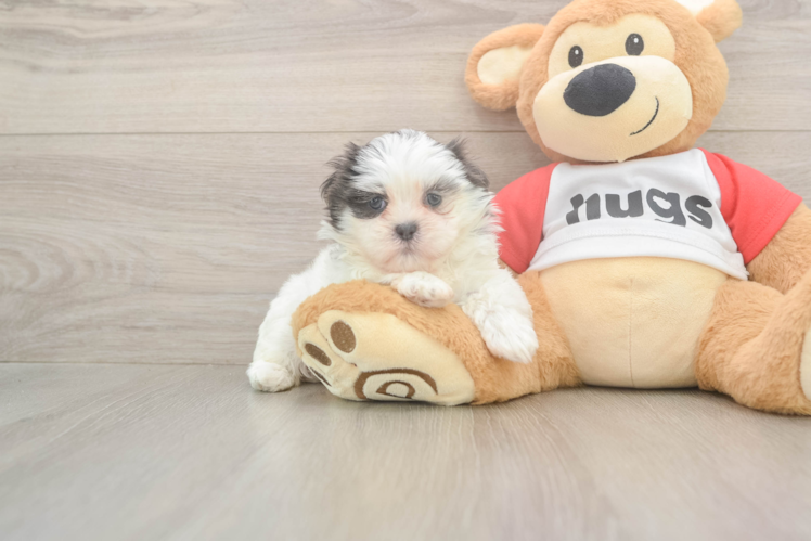 Teddy Bear Puppy for Adoption