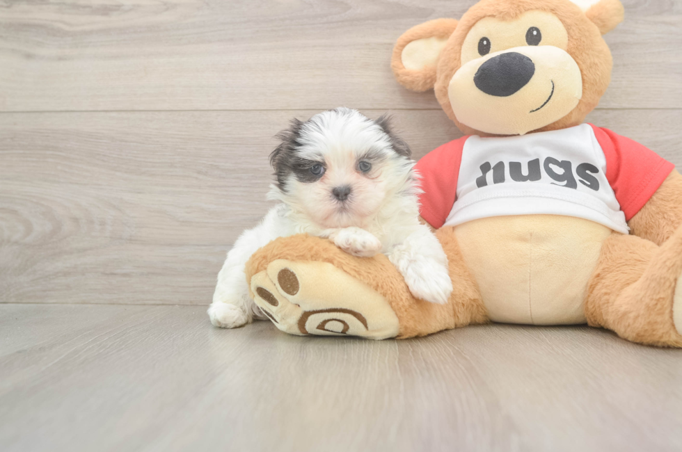6 week old Teddy Bear Puppy For Sale - Puppy Love PR