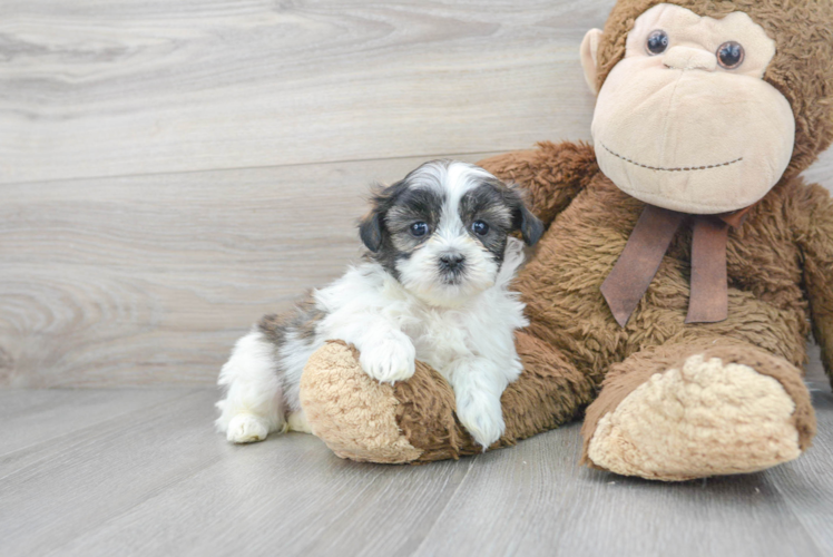 Meet Lindsey - our Teddy Bear Puppy Photo 1/3 - Puppy Love PR Little Shi Chon Designer Puppy