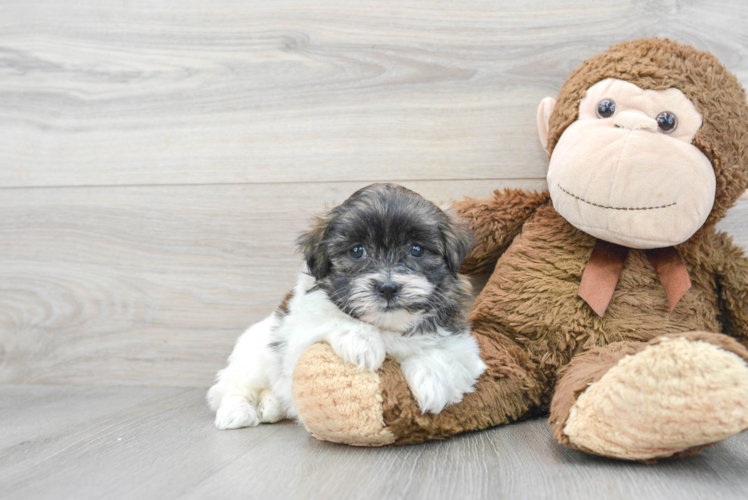 Meet Love Bug - our Teddy Bear Puppy Photo 1/3 - Puppy Love PR Teddy Bear Puppy for Adoption