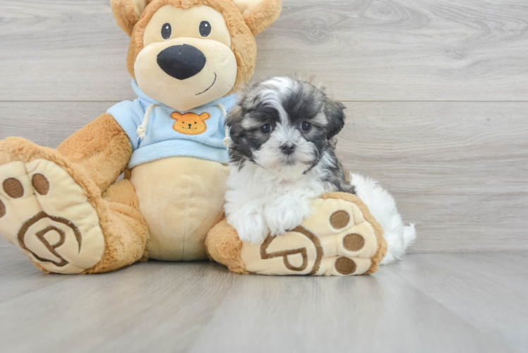 Meet Love Bug - our Teddy Bear Puppy Photo 1/3 - Puppy Love PR Teddy Bear Pup Being Cute