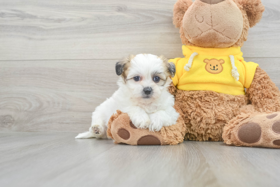 Teddy Bear Puppy for Adoption