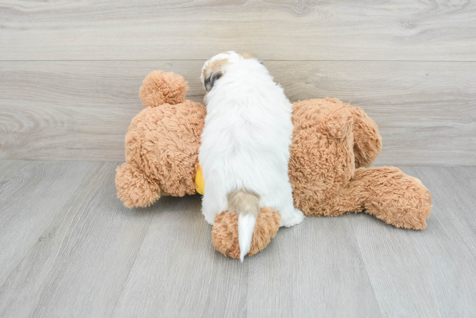 Fluffy Teddy Bear Designer Pup